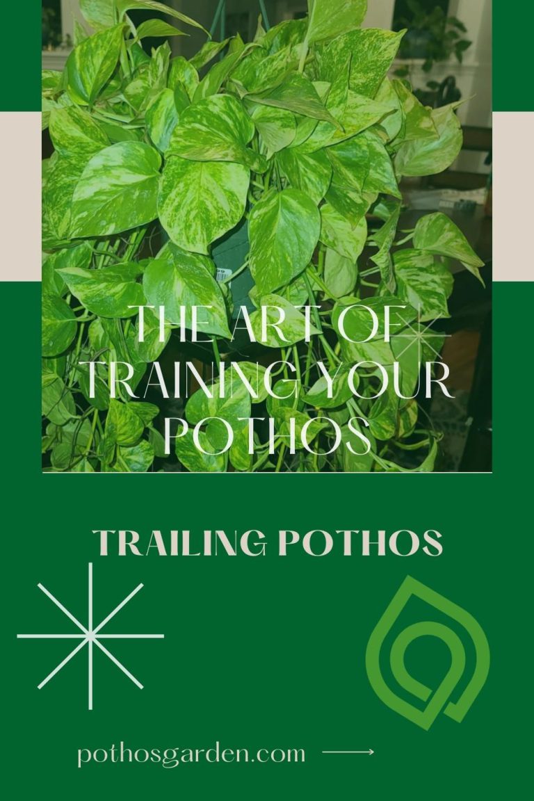 trailing pothos