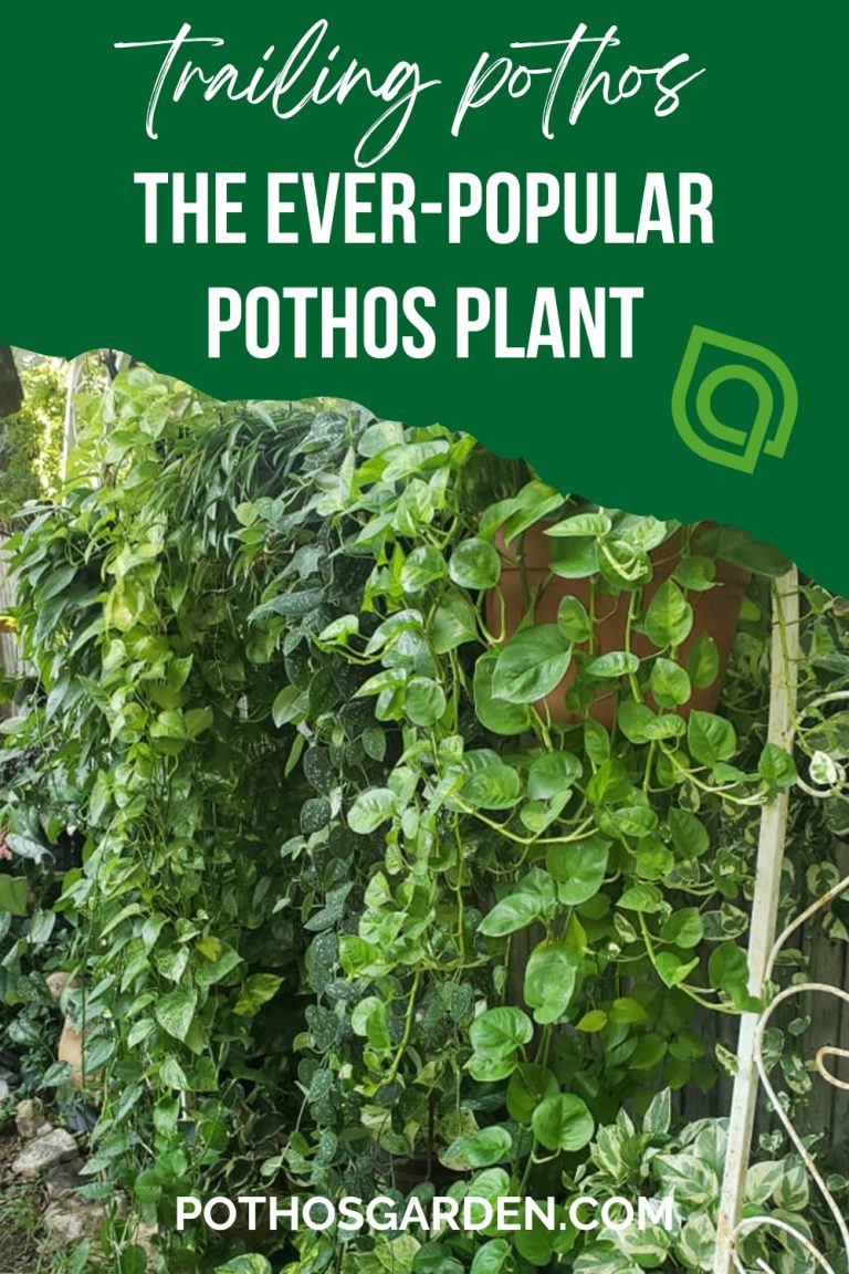 trailing pothos