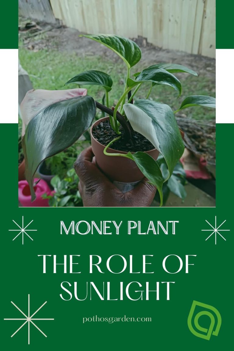 Money Plant