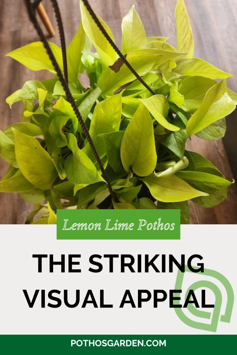 Lemon Lime Pothos