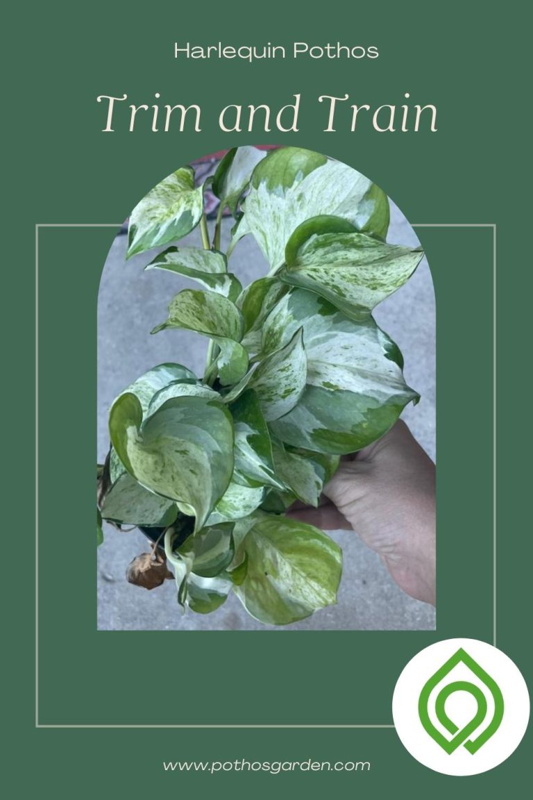 Harlequin Pothos