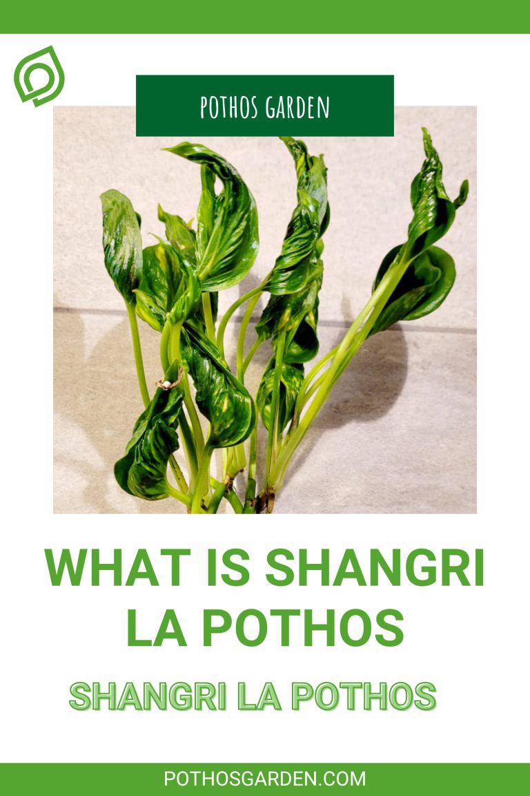 Shangri La Pothos