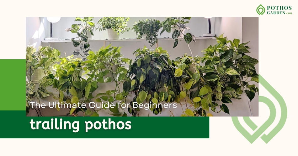 trailing pothos