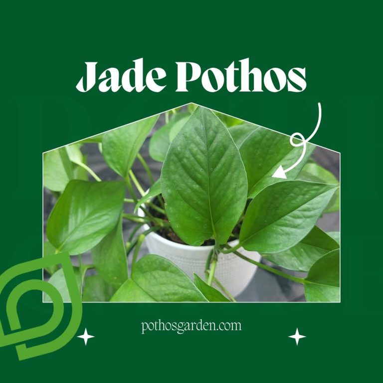 Jade Pothos