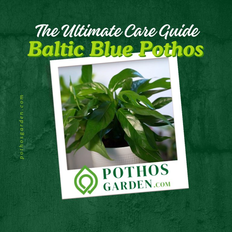Baltic Blue Pothos