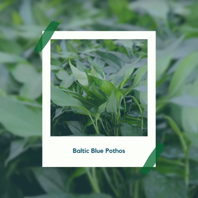 Baltic Blue Pothos