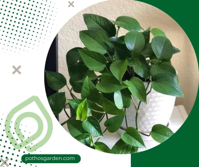 Jade Pothos