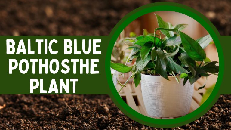 Baltic Blue Pothos