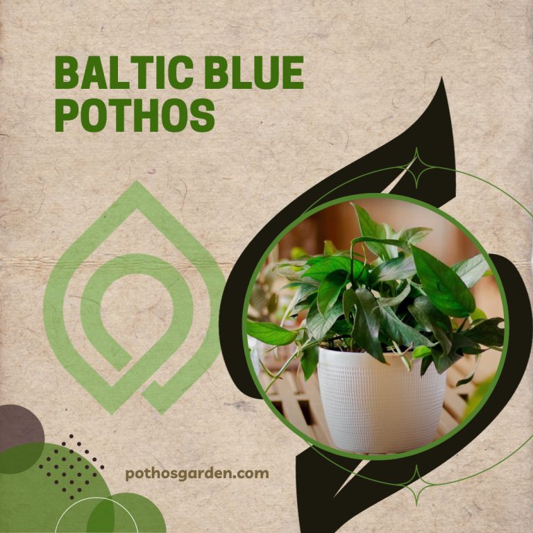 Baltic Blue Pothos