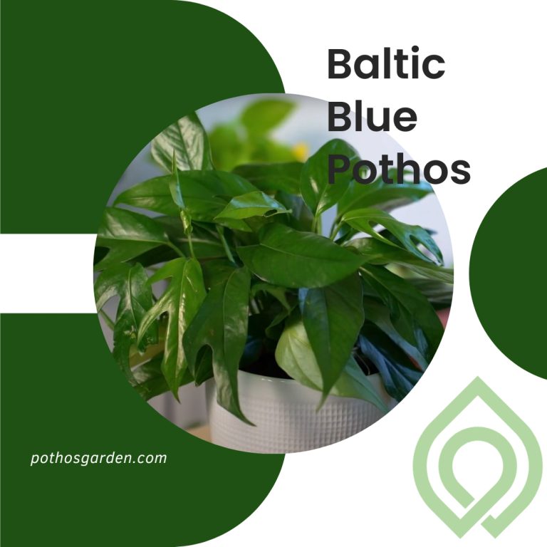 Baltic Blue Pothos