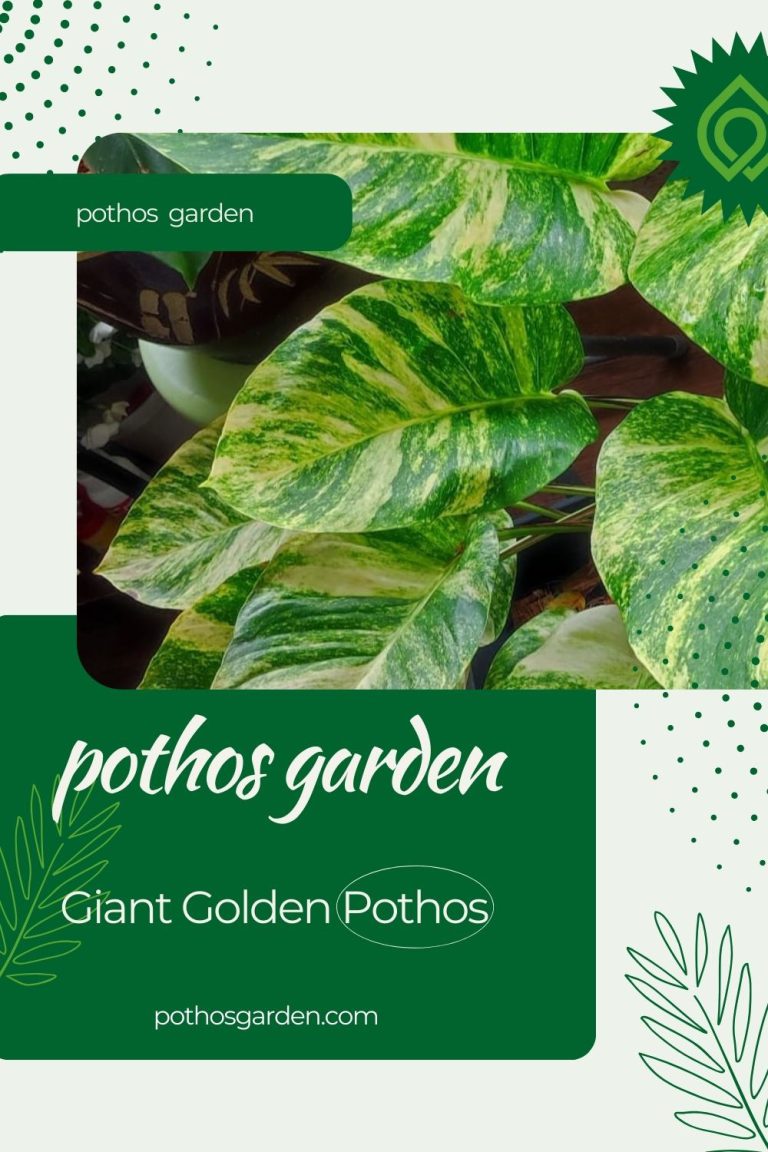 Giant Golden Pothos
