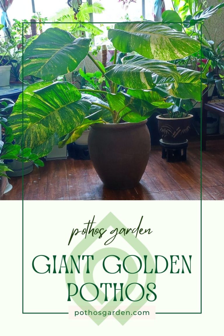 Giant Golden Pothos