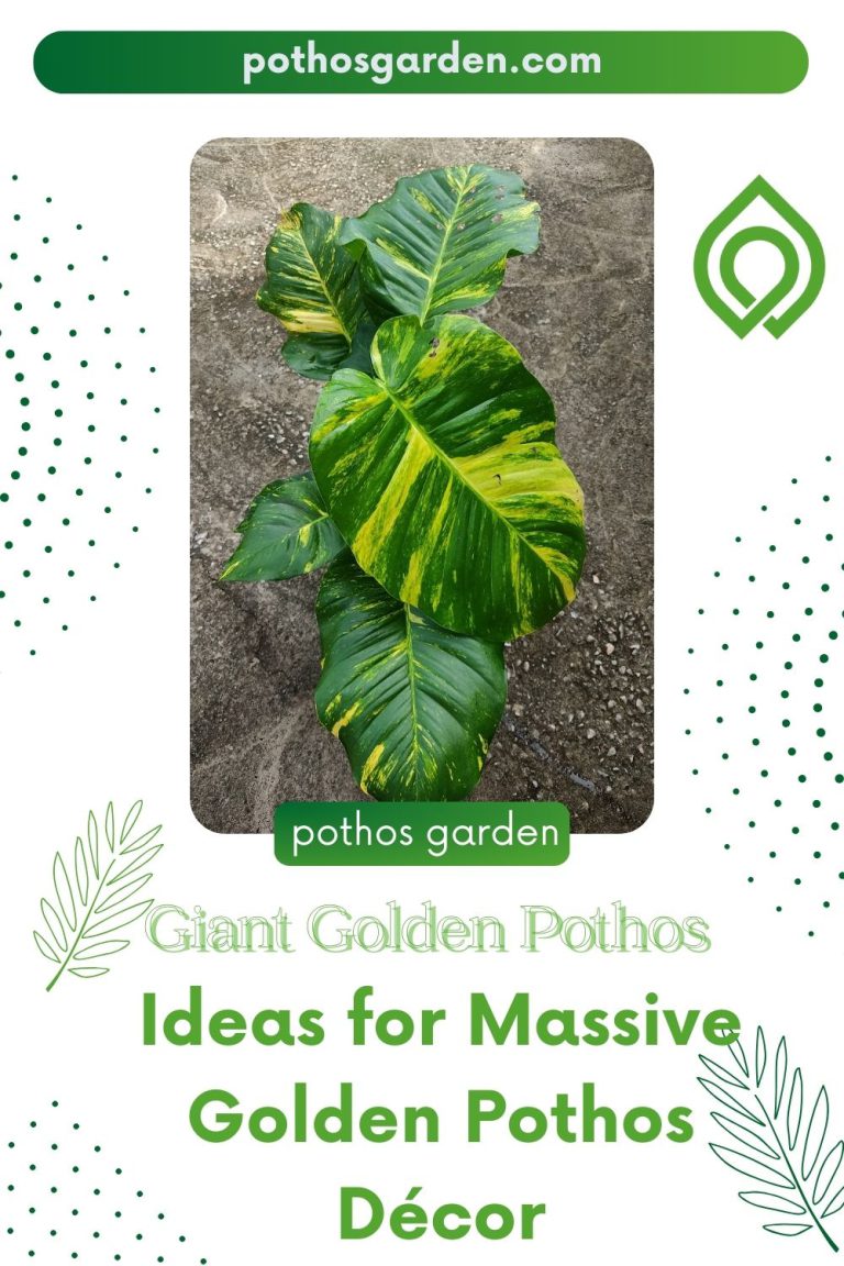 Giant Golden Pothos