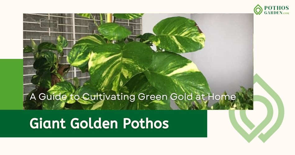 Giant Golden Pothos