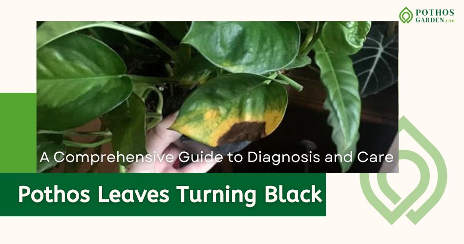 Pothos Leaves Turning Black