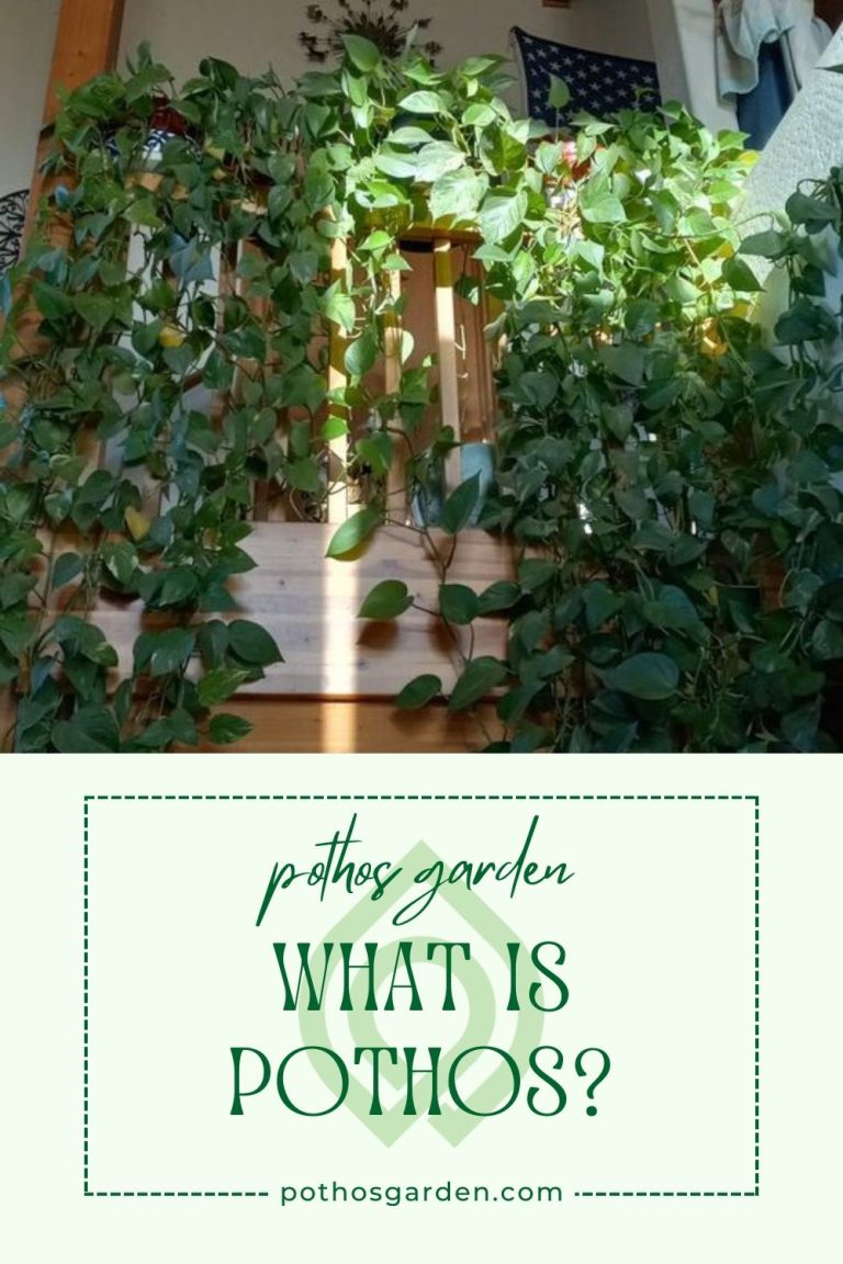 What is Pothos?