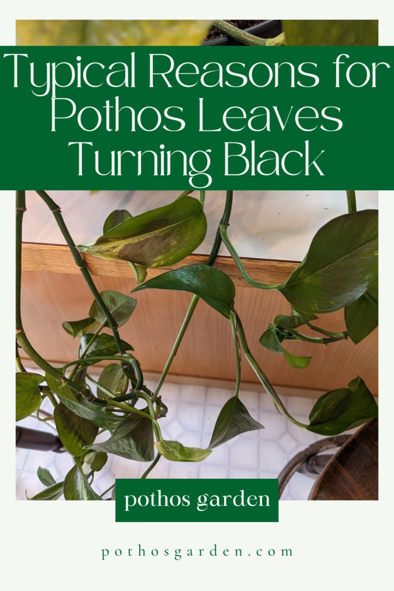 Typical Reasons for Pothos Leaves Turning Black