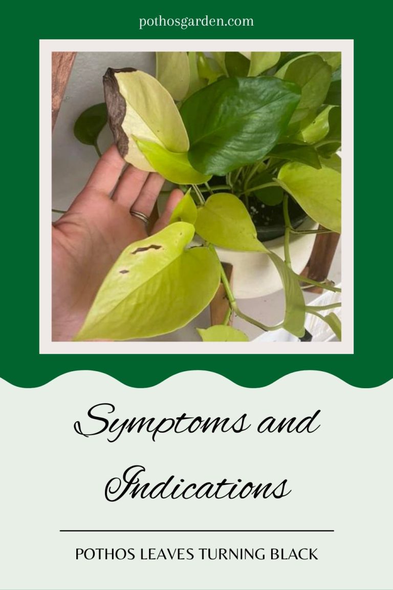 Pothos Leaves Turning Black