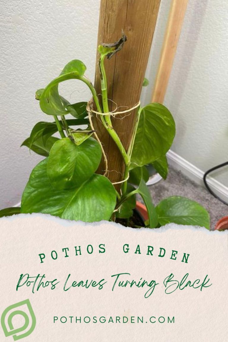 Pothos Leaves Turning Black