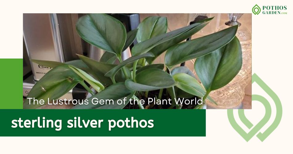 sterling silver pothos