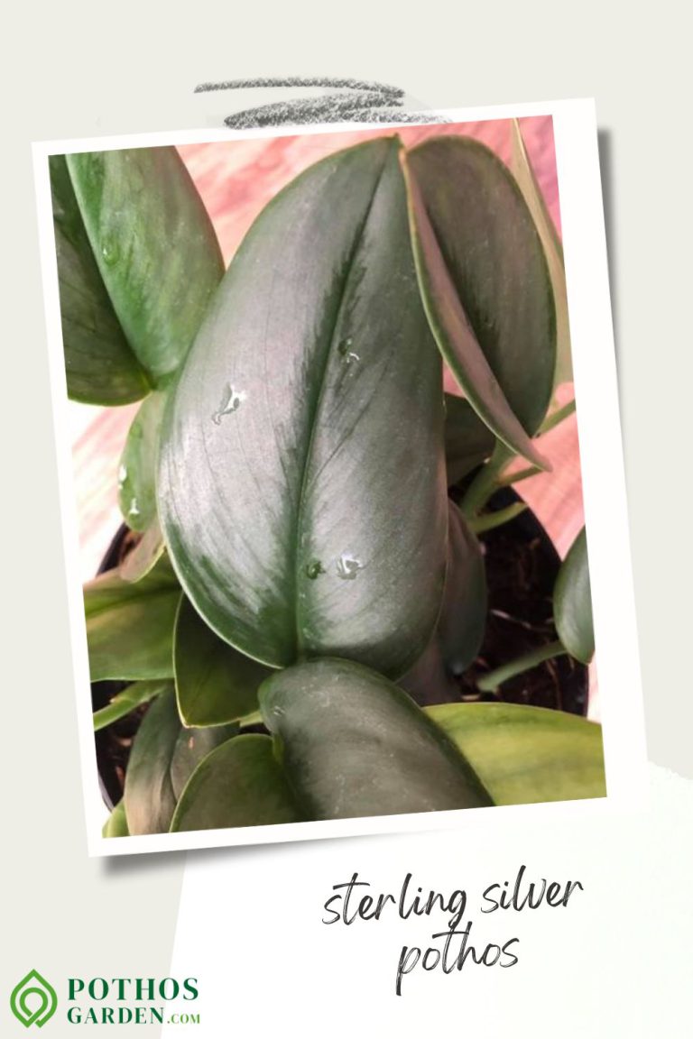 sterling silver pothos