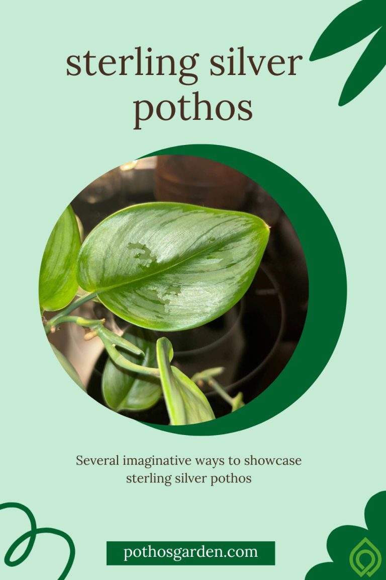 sterling silver pothos