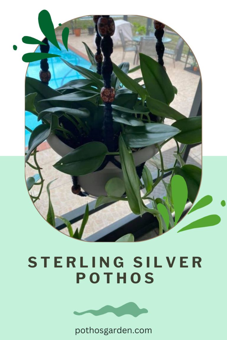 sterling silver pothos
