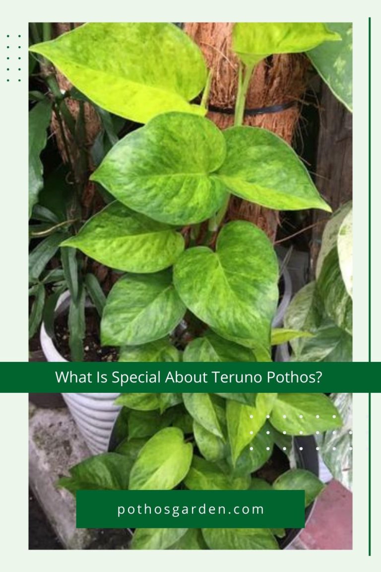 What Is Special About Teruno Pothos?