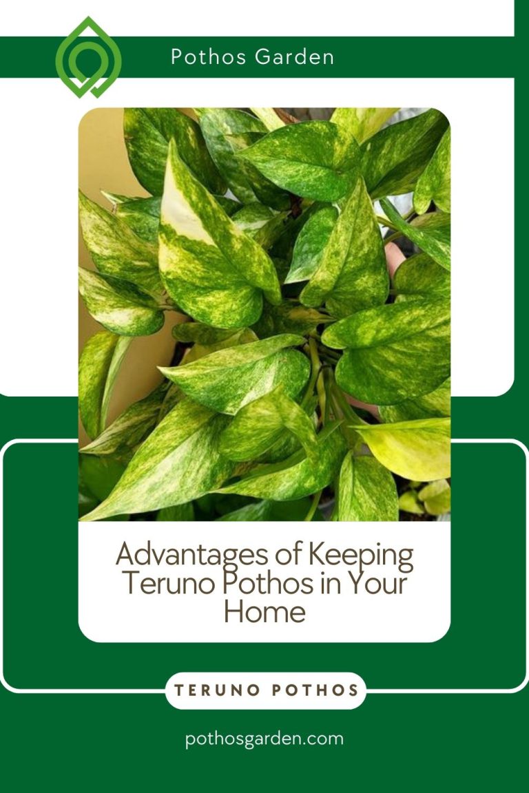 Advantages of Keeping Teruno Pothos in Your Home