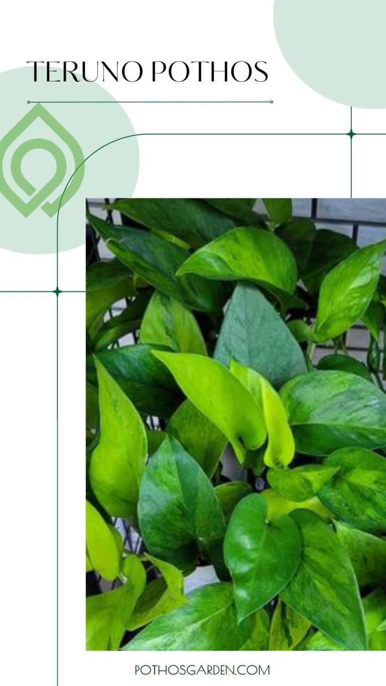 teruno pothos