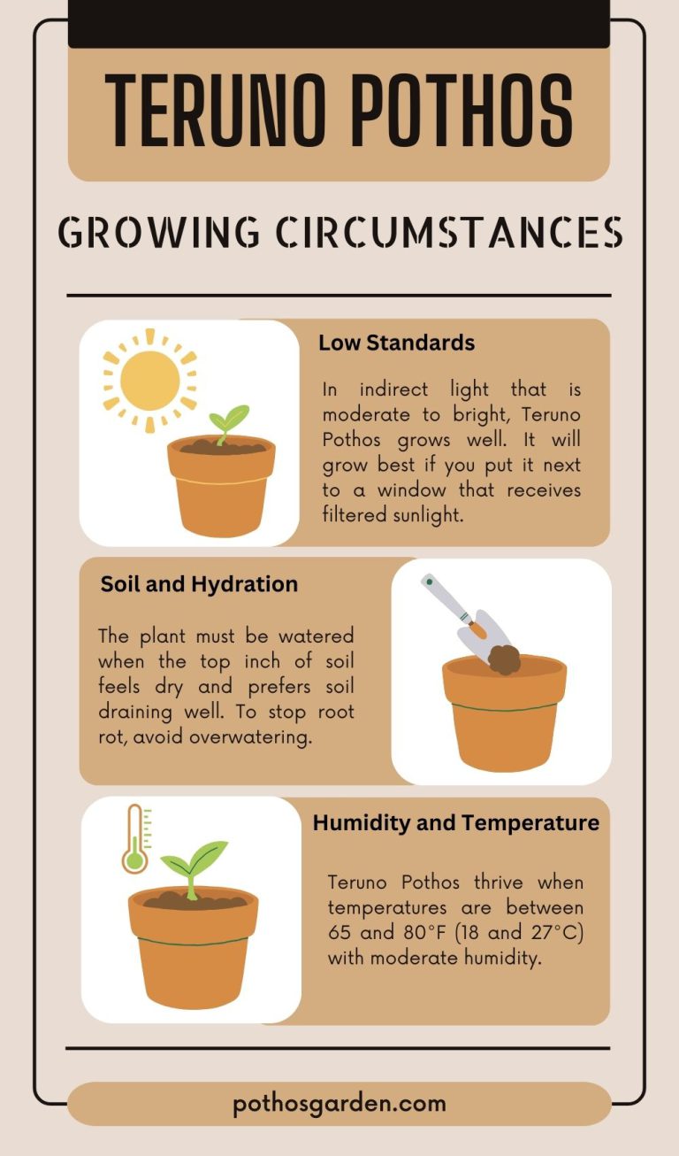 Growing Circumstances teruno pothos