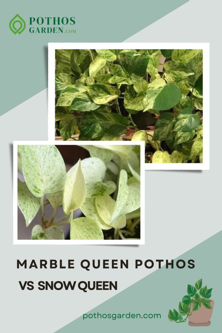 marble queen pothos vs snow queen