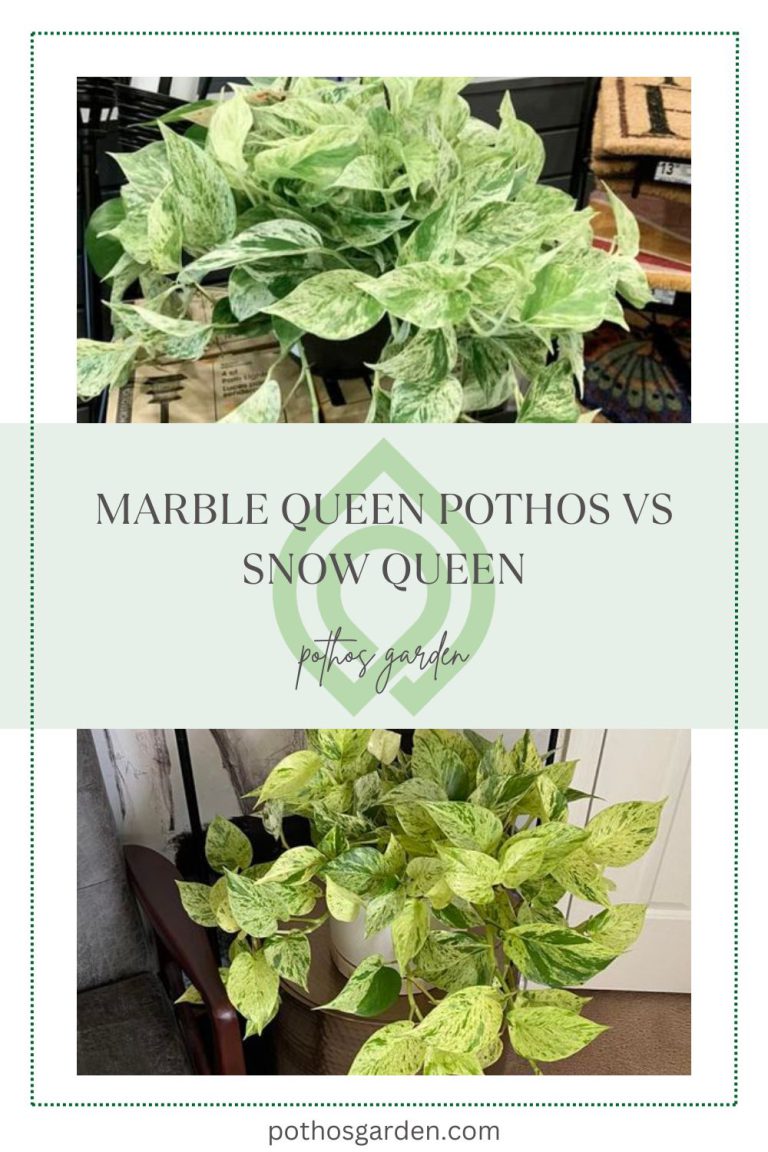marble queen pothos vs snow queen