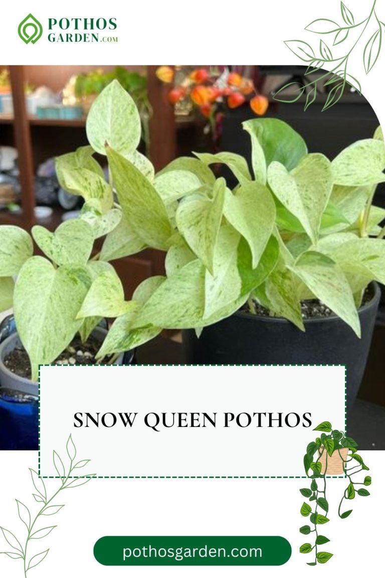 Overview of Snow Queen Plant