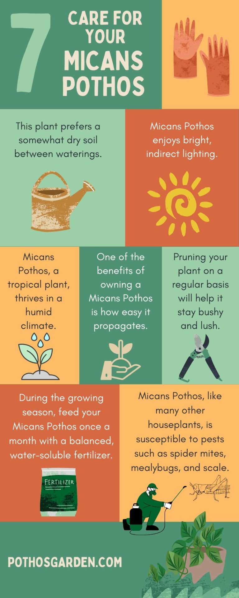 Care for Your Micans Pothos