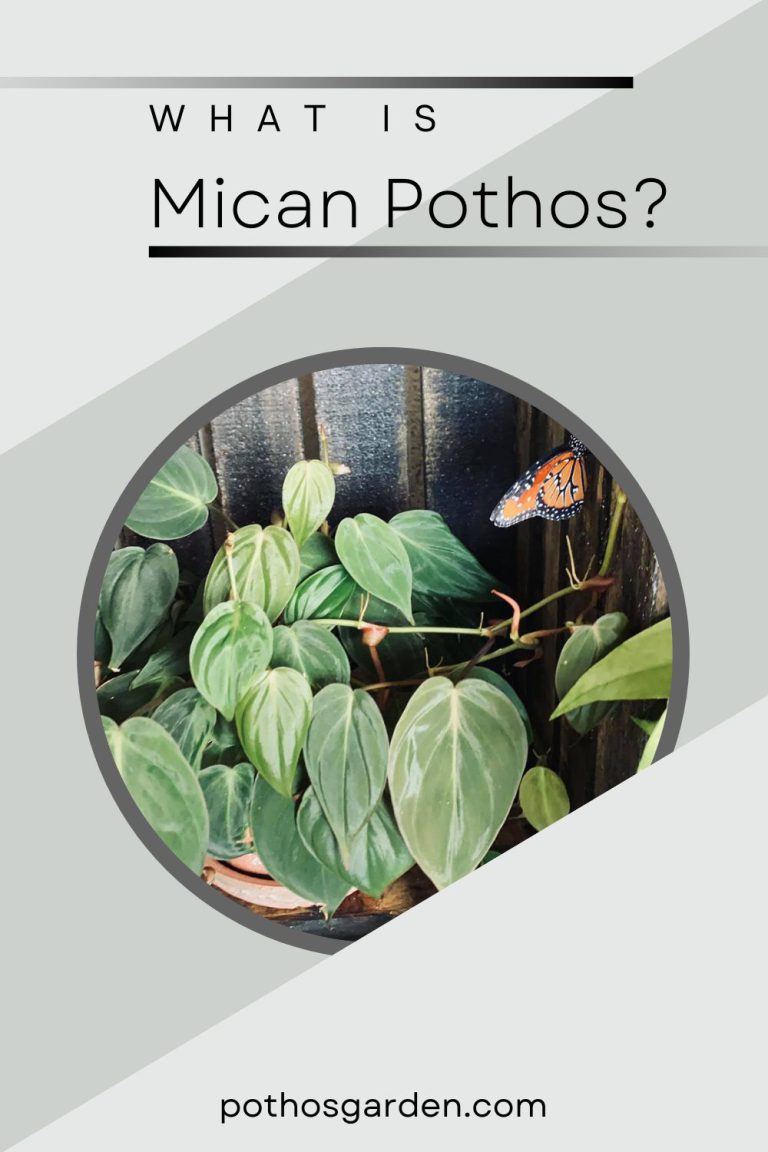 What is Mican Pothos?