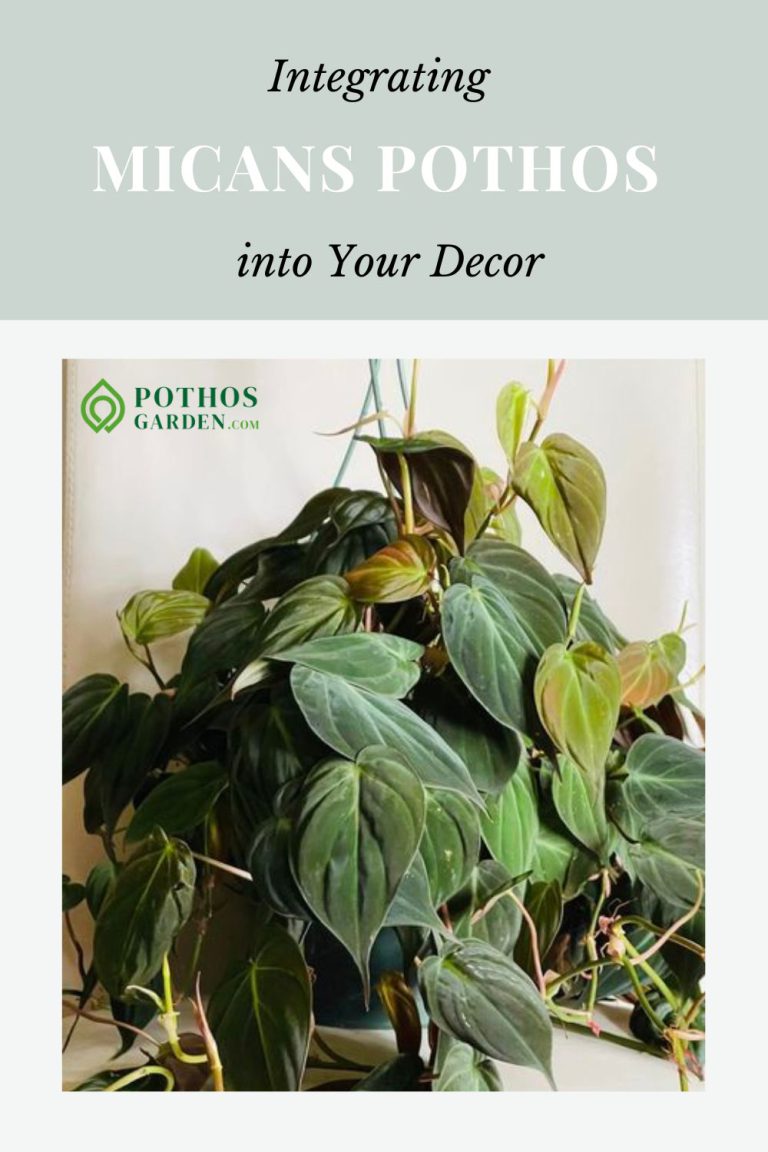 Integrating Micans Pothos into Your Decor