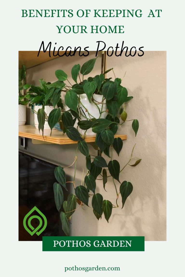 Benefits of Keeping a Micans Pothos at Your Home