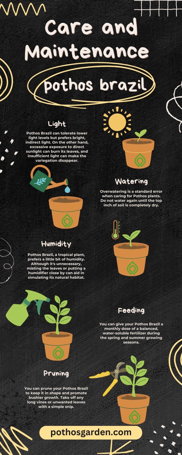 Care and Maintenance pothos brazil