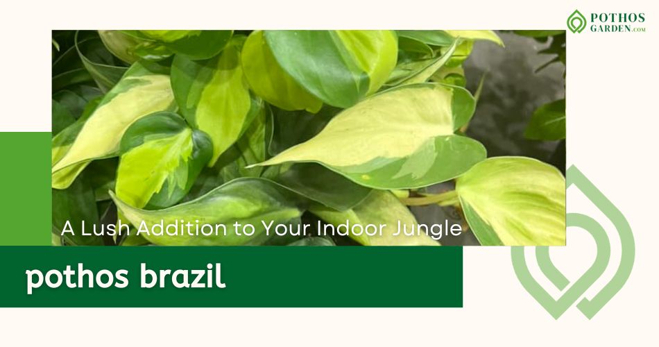 pothos brazil