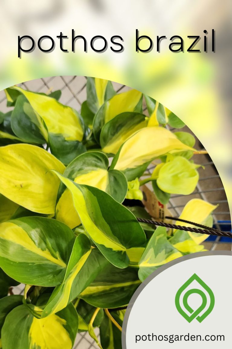 pothos brazil