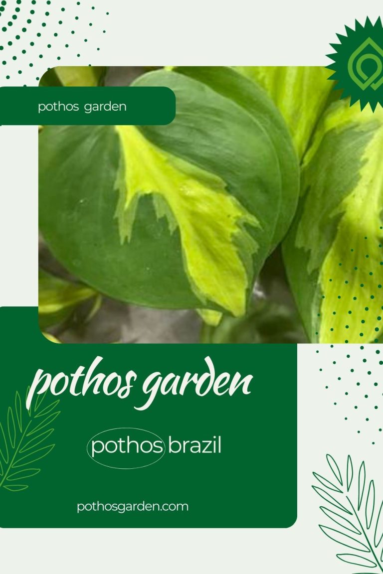 pothos brazil