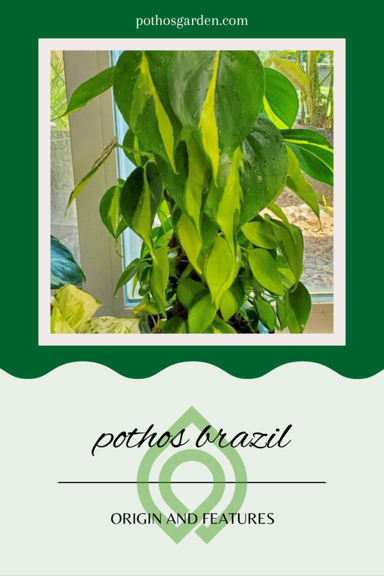 pothos brazil