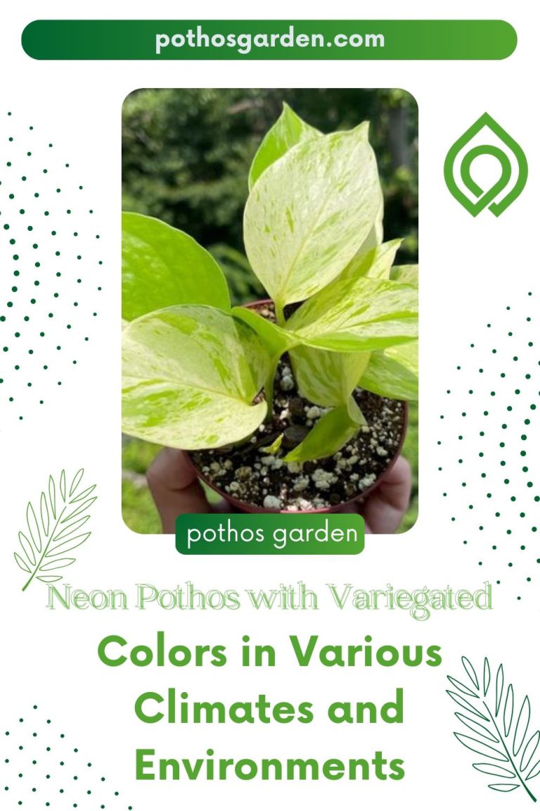 Neon Pothos with Variegated Colors in Various Climates and Environments