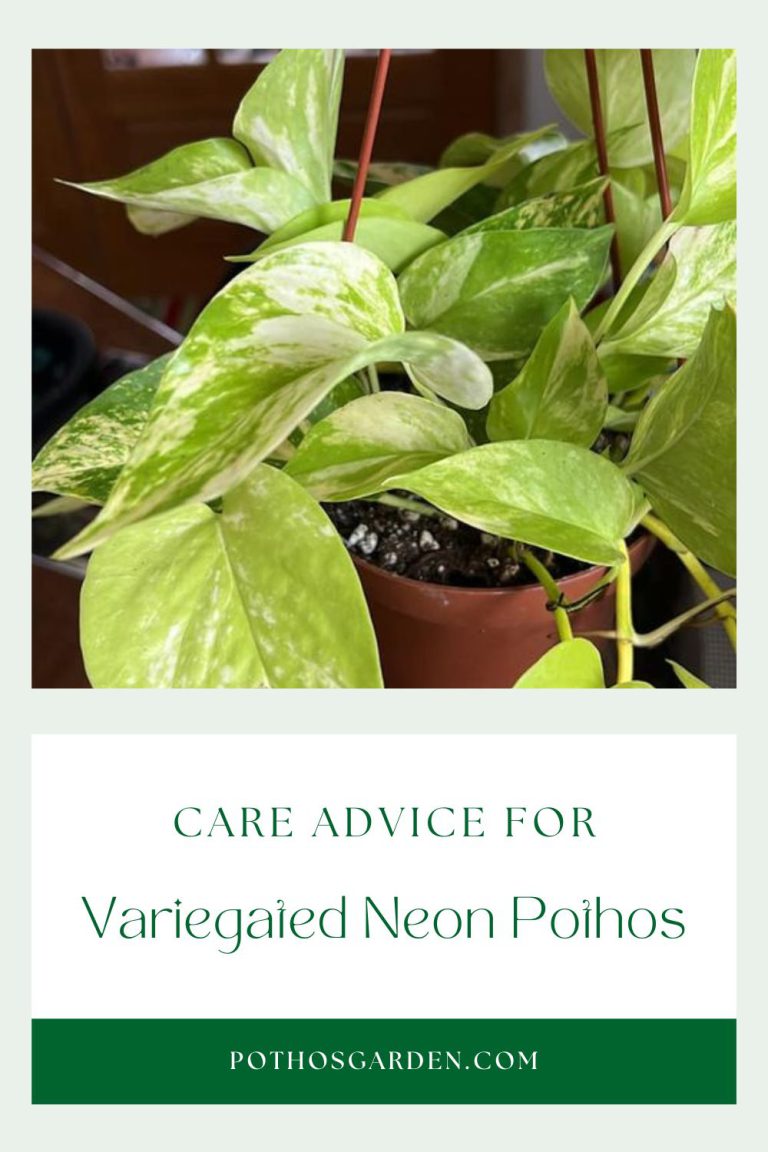 Care Advice for Variegated Neon Pothos