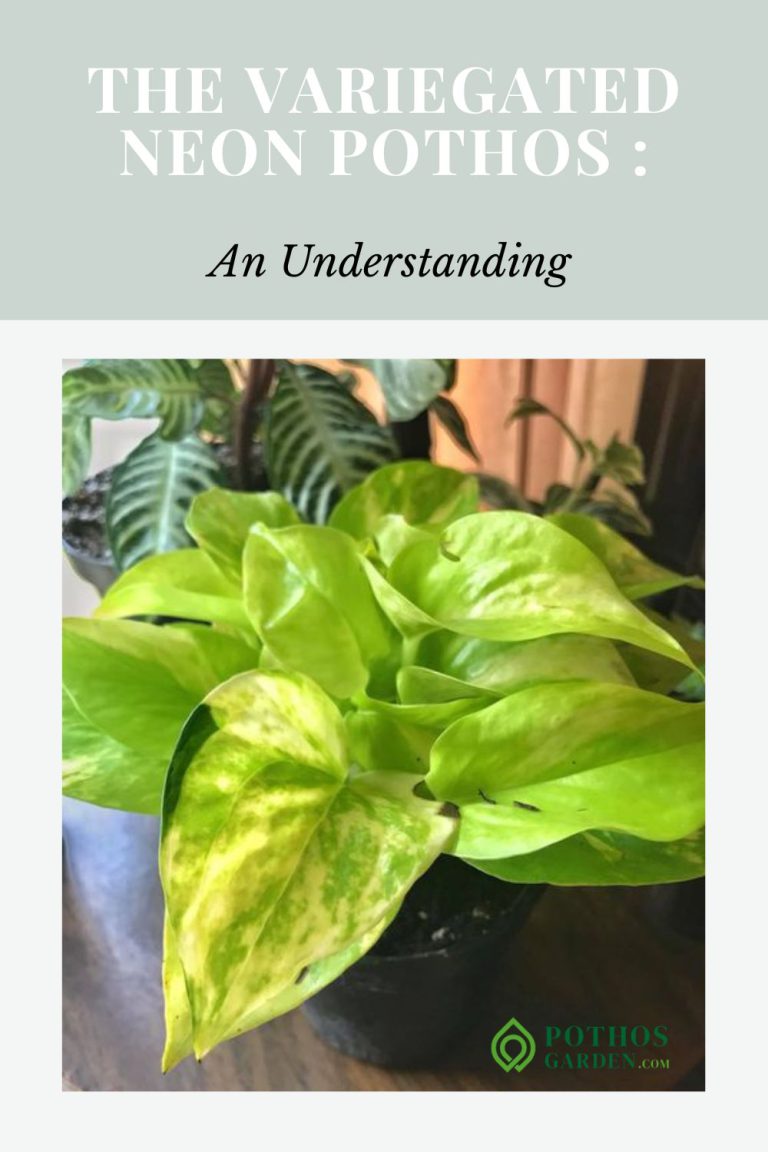 The Variegated Neon Pothos: An Understanding