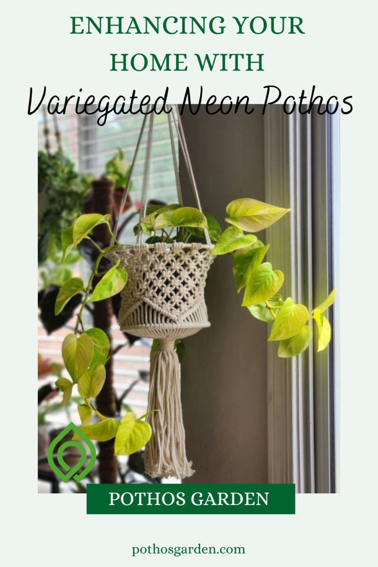 Enhancing Your Home with Variegated Neon Pothos