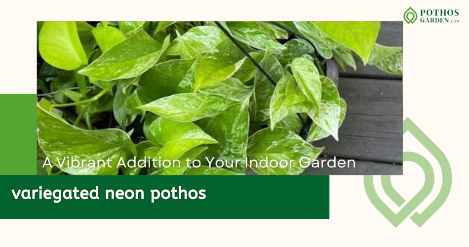 variegated neon pothos